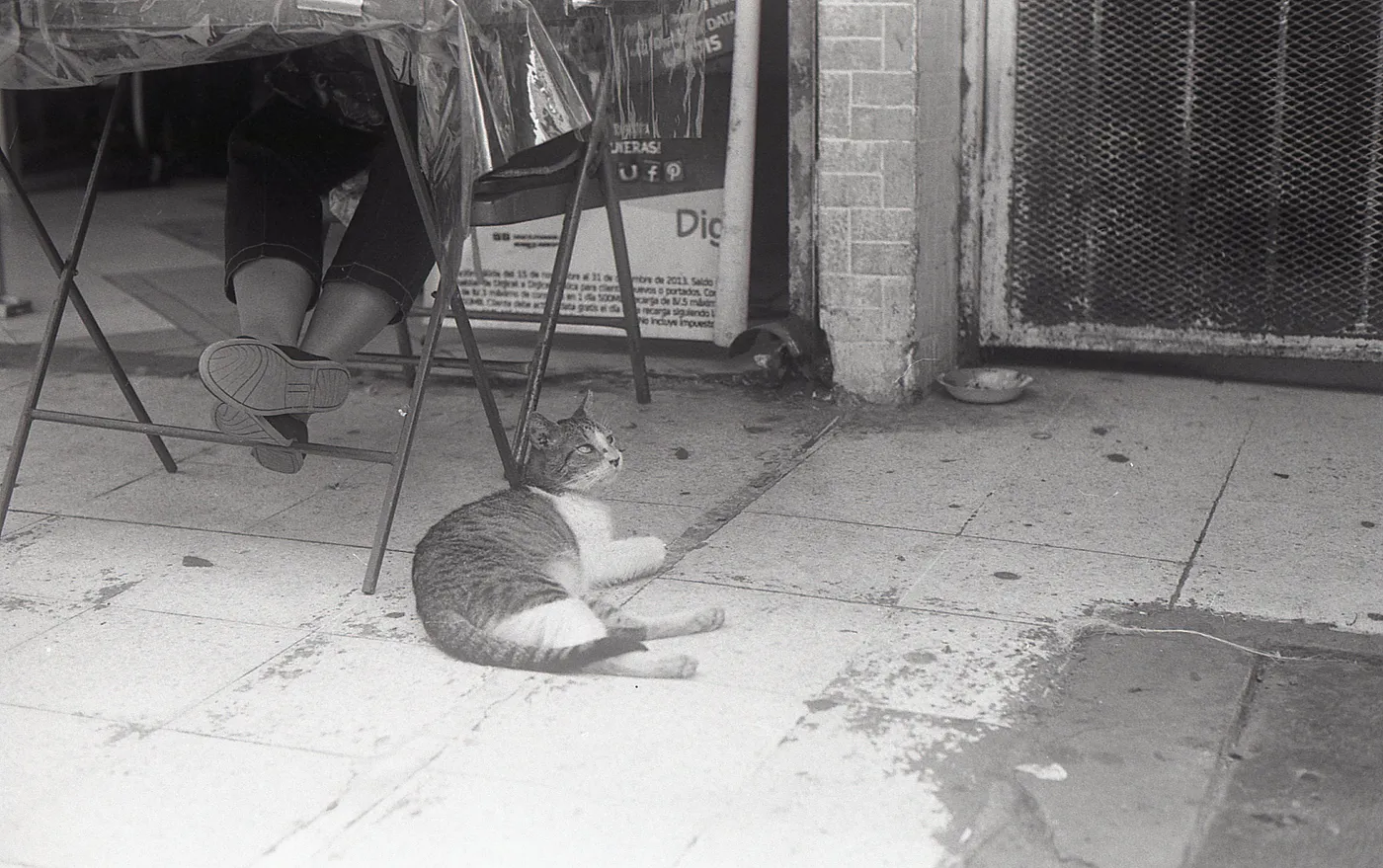 In Panama, even the cats are optimistic.